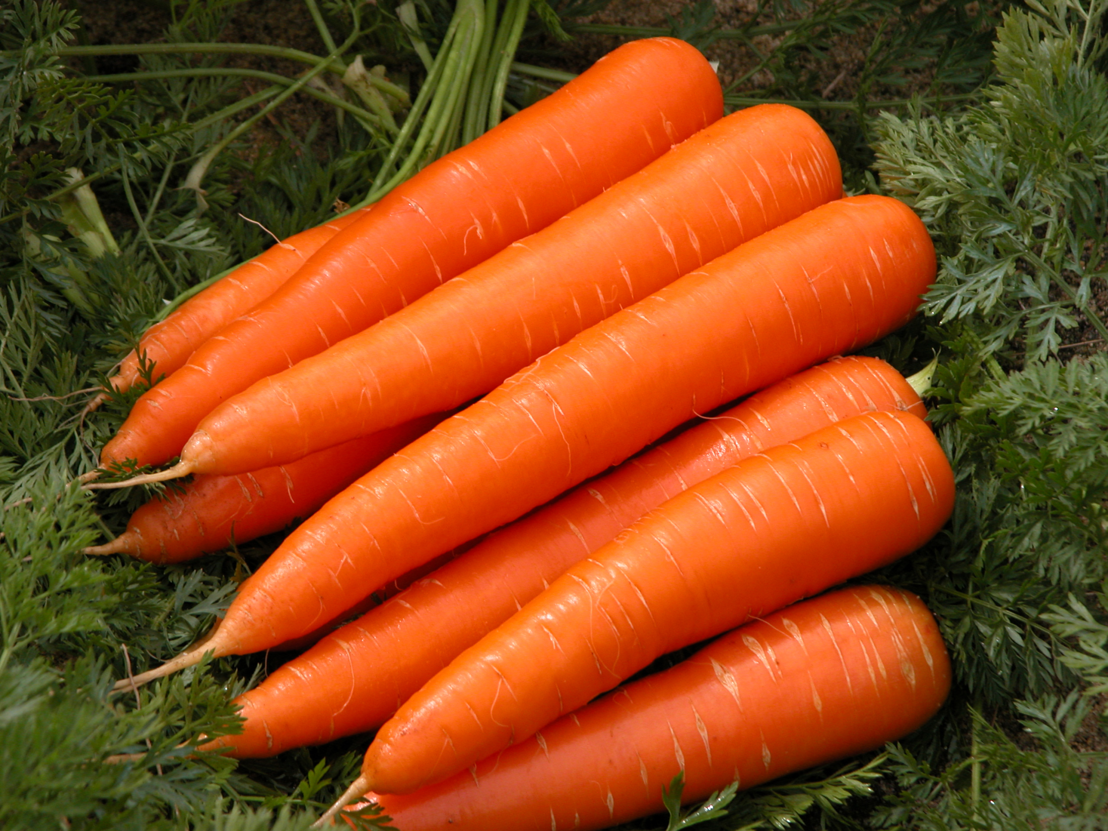 BULK Farm-fresh Whole Australian Carrots