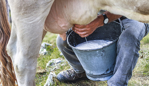 BULK Australian dairy milk